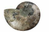 Cut & Polished Ammonite Fossil (Half) - Madagascar #362405-1